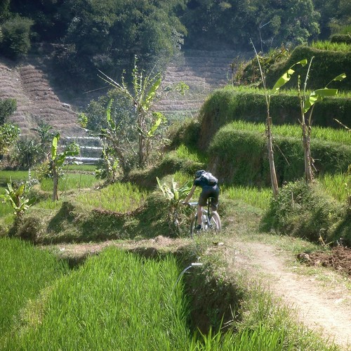 The trail through terraces of ricefields