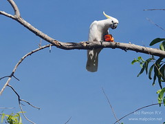 Sulphur-crested  Cockatoo eating at Kakadu NP