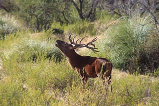 Red Stag Hunt Argentina - Patagonia 34