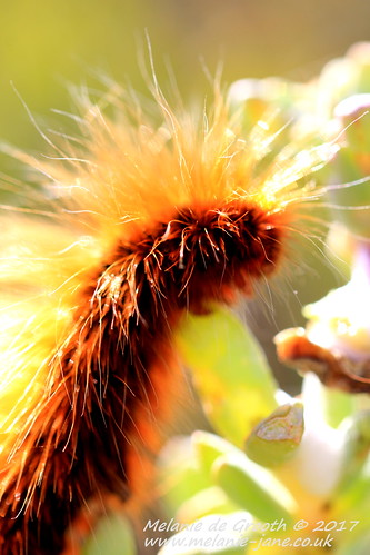Firey Ginger Caterpillar 2