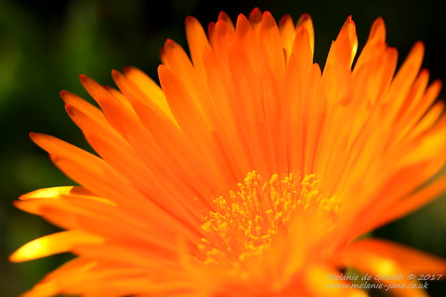 Orange Flower 4