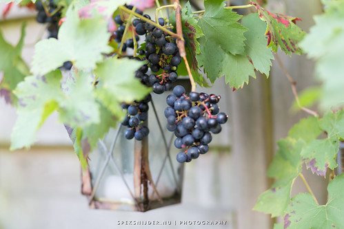 Grapes in the Garden