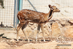 Paphos Zoo, Cyprus