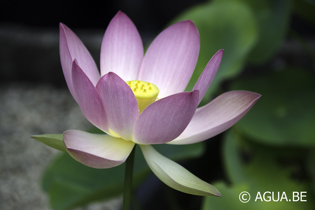 Lotus Pekinensis Rubra