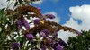 Saint-Jean - Buddleia and swallowtail butterfly