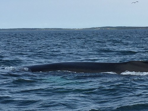Humpback Whales, Bay of Fundy
