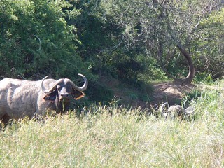 South Africa Hunting Safari - Eastern Cape 40