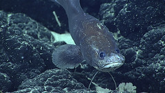 Anglų lietuvių žodynas. Žodis cusk-eel reiškia cusk-ungurys lietuviškai.