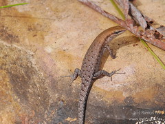 Two-spined Rainbow Skink  (Carlia amax)