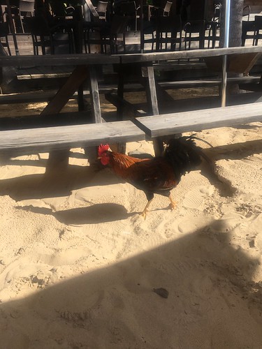 Chicken at Crocus Bay
