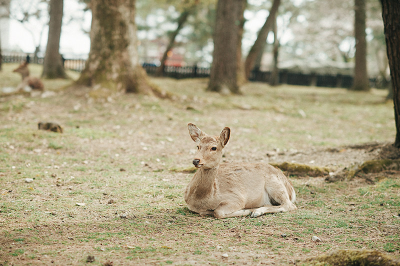 ［京都婚紗］拍攝景點奈良公園