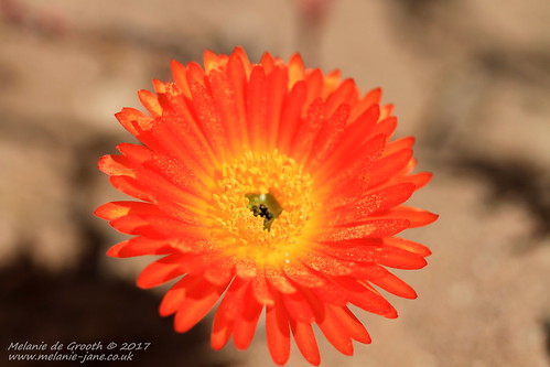 Orange Flower 2