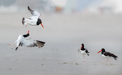 Birds of a Feather 3I1241
