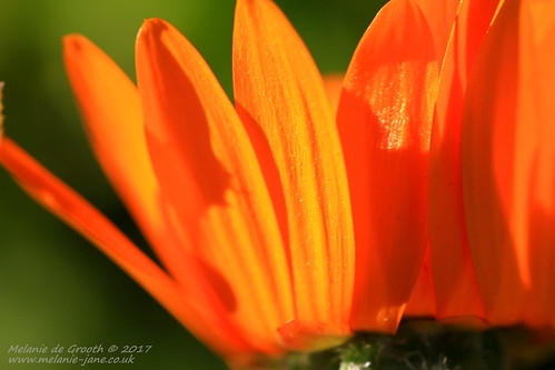 Orange Petals