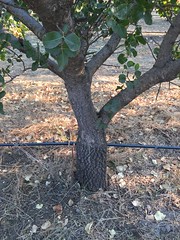 Anglų lietuvių žodynas. Žodis pistachio tree reiškia pistacijų medžių lietuviškai.
