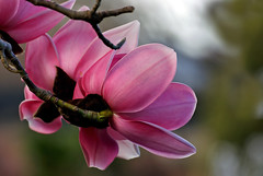 Anglų lietuvių žodynas. Žodis chinese magnolia reiškia kinijos magnolija lietuviškai.