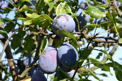 Anglų lietuvių žodynas. Žodis plum-tree reiškia n bot. slyva ² to shake the plum-tree amer. polit. šnek. dalyti pareigas lietuviškai.