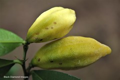 Citrus Inodora 