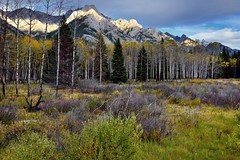 A Meadow and Aspen Trees to Take in the Canadian Rockies (Banff National Park)