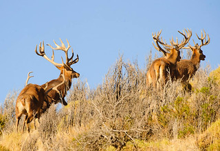 Red Stag Hunt Argentina - Patagonia 26