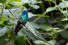 Colibri thalassin - Costa Rica