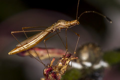 227/365  Assasin Bug (Reduviidae)
