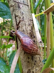 Anglų lietuvių žodynas. Žodis garden snail reiškia sodo sraigė lietuviškai.