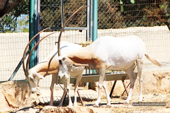Paphos Zoo, Cyprus