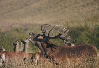 Red Stag Hunt Argentina - Patagonia 17