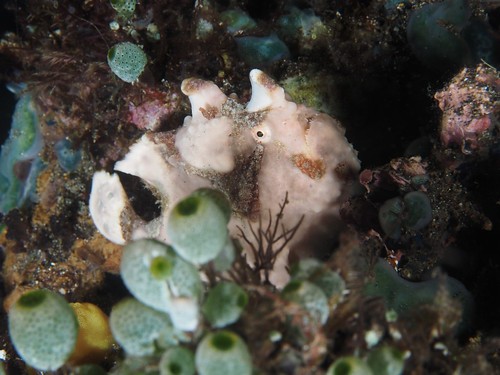 CelebesDivers - underwater 78 (Antennarius maculatus)