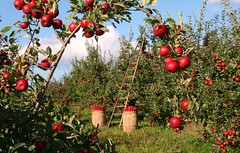 Anglų lietuvių žodynas. Žodis orchard apple tree reiškia sodo obelis lietuviškai.
