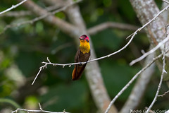 Chrysolampis mosquitus/Ruby-topaz Hummingbird