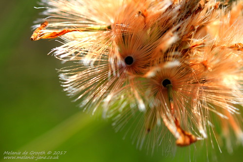 Feather Flower 2