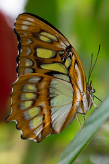 Papillon Malachite