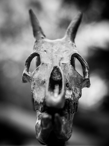 Two-horn devil, From FlickrPhotos