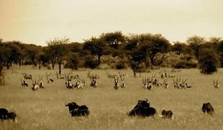 Namibia Luxury Hunting Safari 108