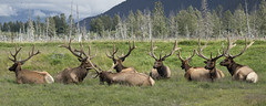 Elk - Alaska Wildlife Conservation Center - Girdwood Portage Alaska