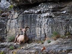 2017-226 Big Horn Sheep on a Cliff at Glacier Park
