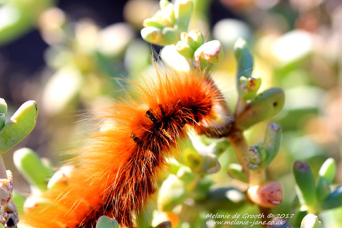 Firey Ginger Caterpillar 5
