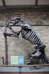 Megatherium (Giant Ground Sloth) Skeleton