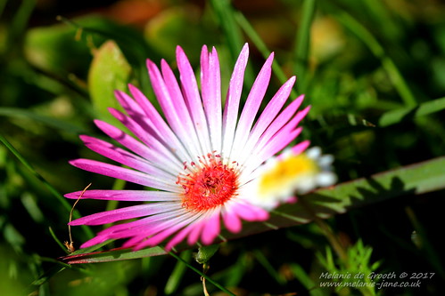 Pink Flower 4