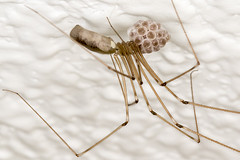 226/365  Long-Bodied Cellar spider (Pholcus phalangioides) with eggs