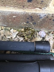 2017 (Day 265 - 24th Sep): The frog I found whilst clearing some recycling