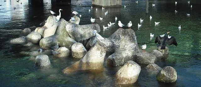用水路が水か透き通っていて海鳥が集まるか...
