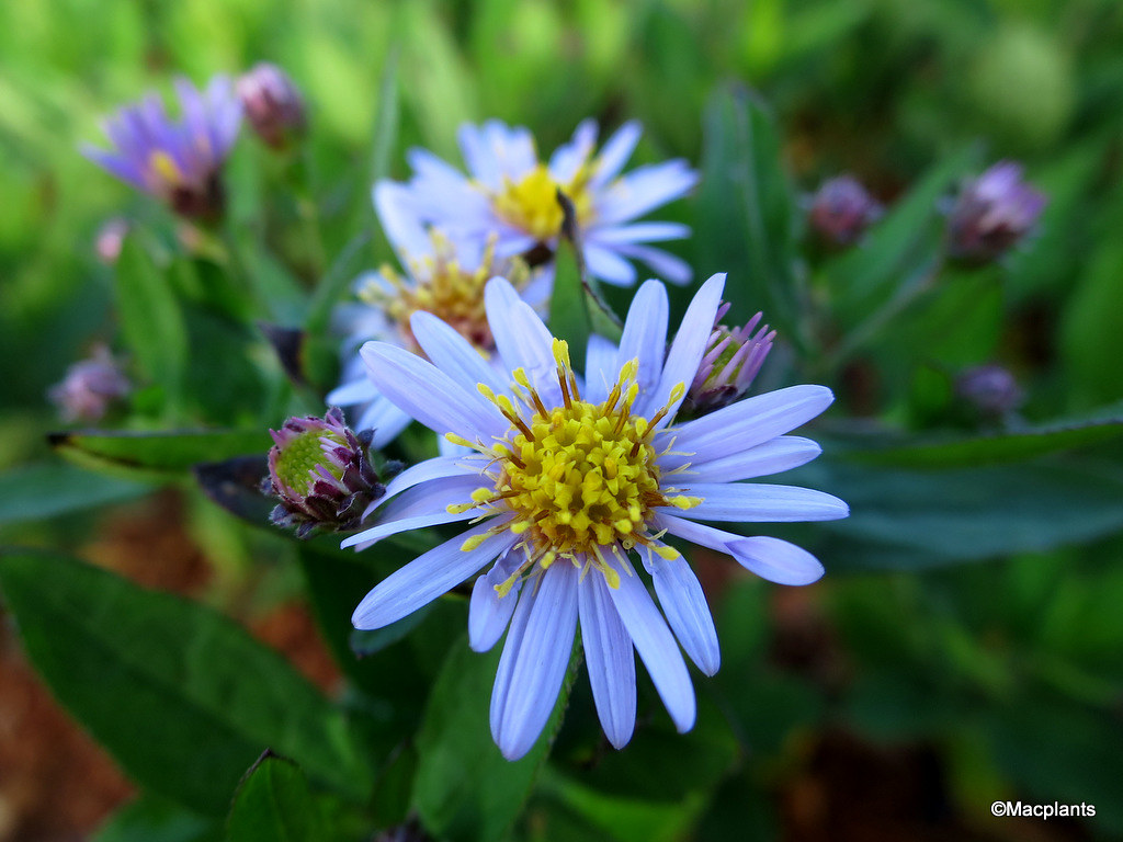 Aster ageratoides 'Stardust'