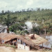 Palm thatching on outskirts of Calabar. Nigeria forest