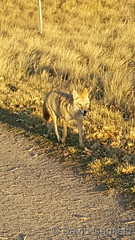 October 24, 2017 - A coyote out enjoying the evening in Broomfield. (David Canfield)