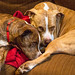 Adopting vs Fostering Dogs
