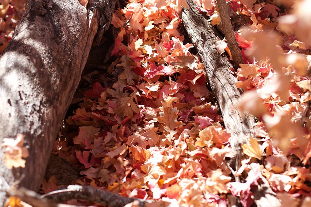 Carpet of Maple Leaves