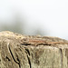 western fence lizard Sceloporus occidentalis